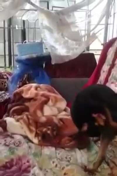 What the dog doing