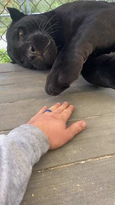 Panther patty cake