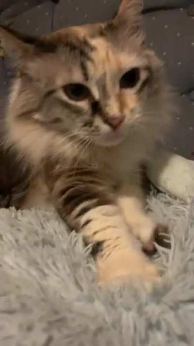 Leeloo Dallas Meowltipass one year cancer free!!