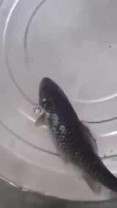 Totally frozen fish comes back to life, no worse for the wear.