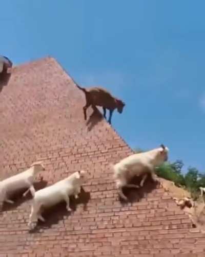 Козлики