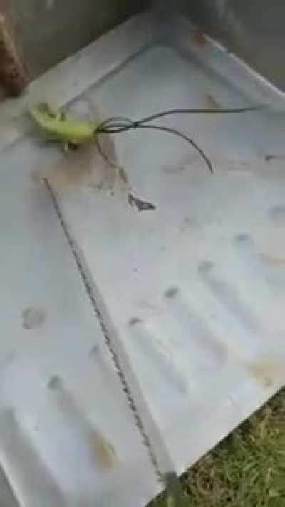 Thanks, I Hate Hairworms