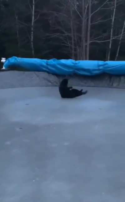 to catch the tail 