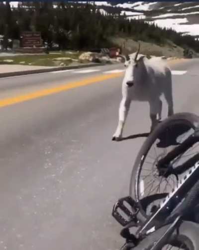 Goat bodybuilder