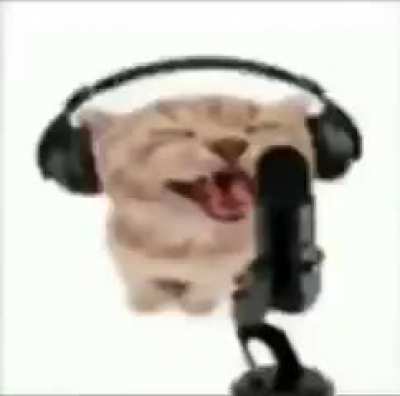 Silencio,gatito ta fazendo rap