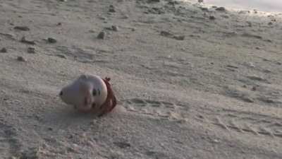 Hermit Crab using a discarded doll&rsquo;s head as a new shell