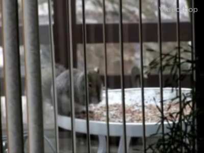 To scare a squirrel