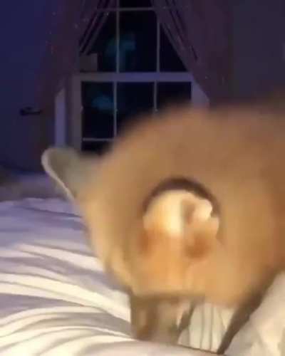 Fox