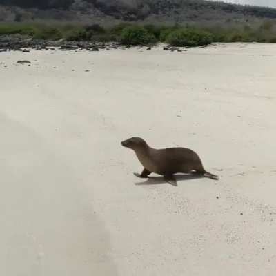 Face plant