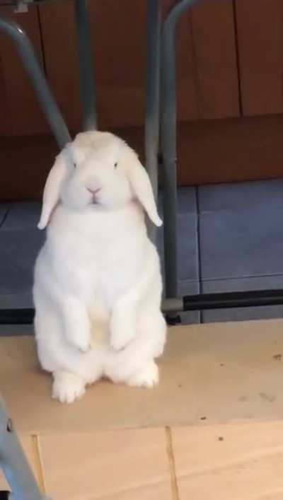 Oh God he's evolving into a bipedal being