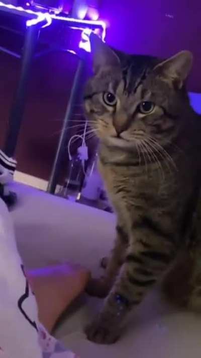 Meow