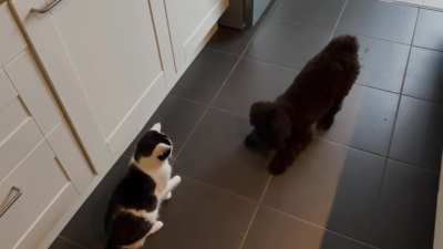 Jules likes the cat, the cat doesnt like Jules