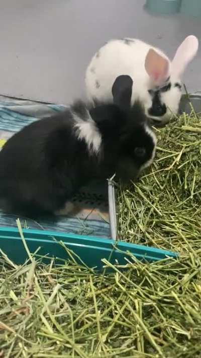 Elvis Parsley &amp;amp; Sir ThumpsAlot as babies 🥰🥹
