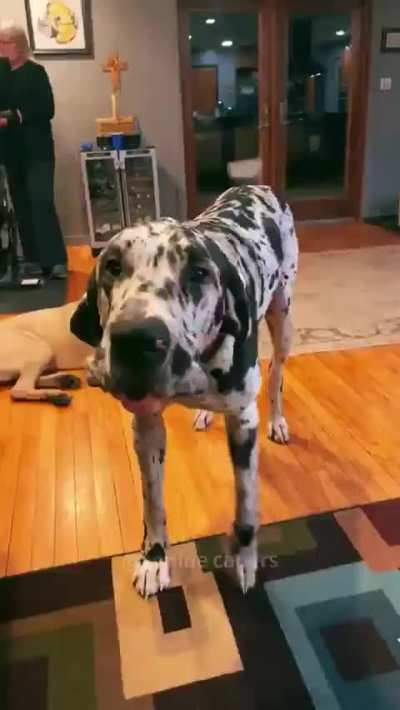 Big dogs always act like they're tiny😂