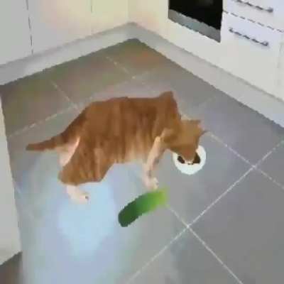 cucumber noo