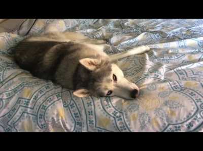 A stubborn husky