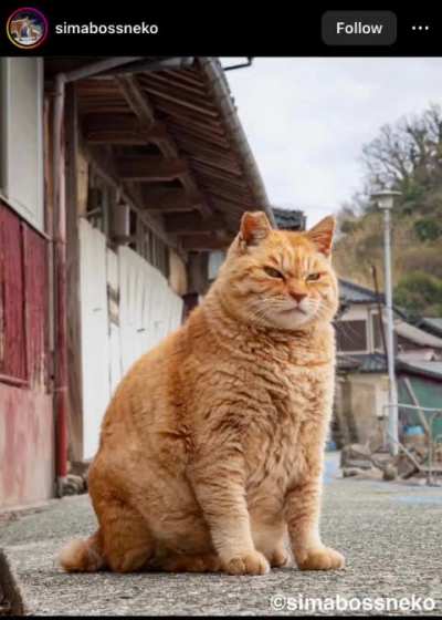 I saw this cat on insta and immediately thought &ldquo;Yakuza Cat&rdquo; (I added the theme of 0 as well)
