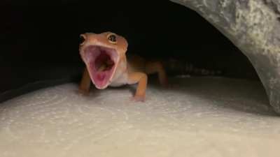 *Mighty Roar*