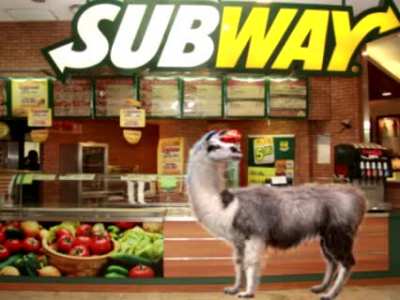 i had a dream where the latest meme was photoshopping barnyard animals into random situations and setting it to this song