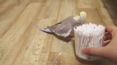 Found I've a lot of birds meme accumulated in my phone, so I decided to share them, here's the first one "Mozart cockatiel"