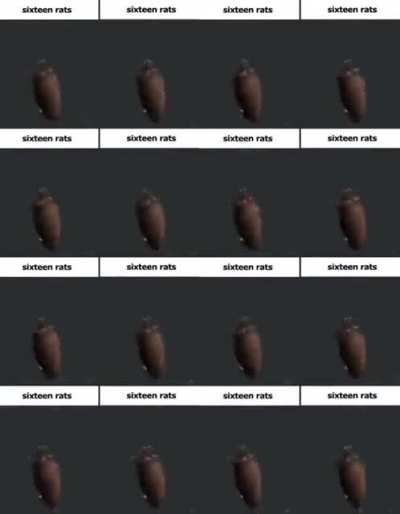 sixteen rats
