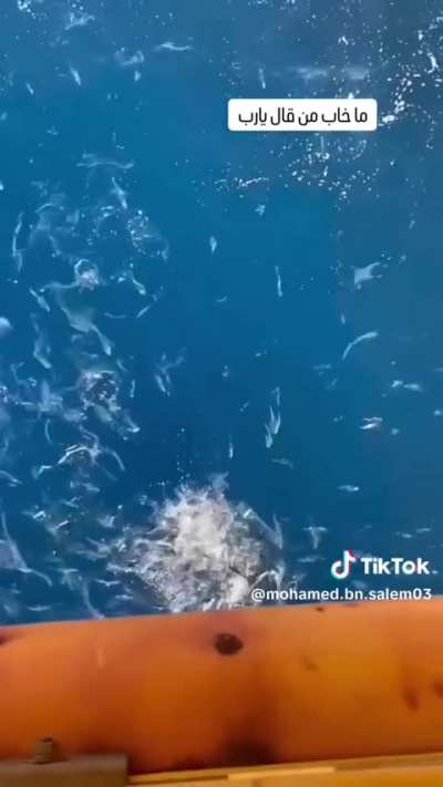 ✨🌊✨⛴️