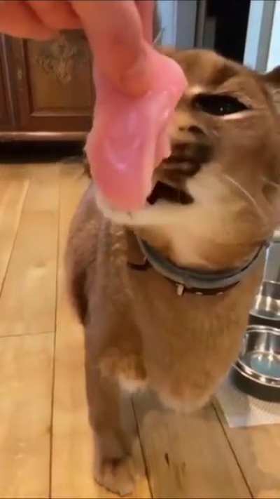 its feeding time