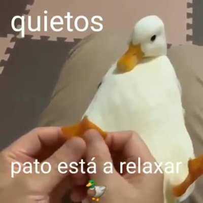 Pato