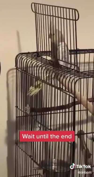 Perfectly Cut Birb