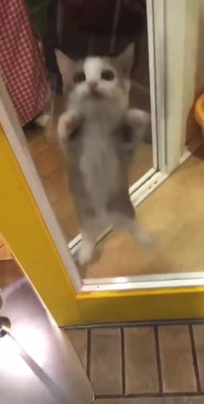 the cat