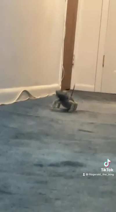 When he&rsquo;s determined, he really can zooom!!