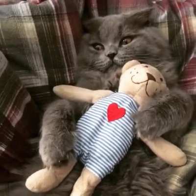 When teddy is life