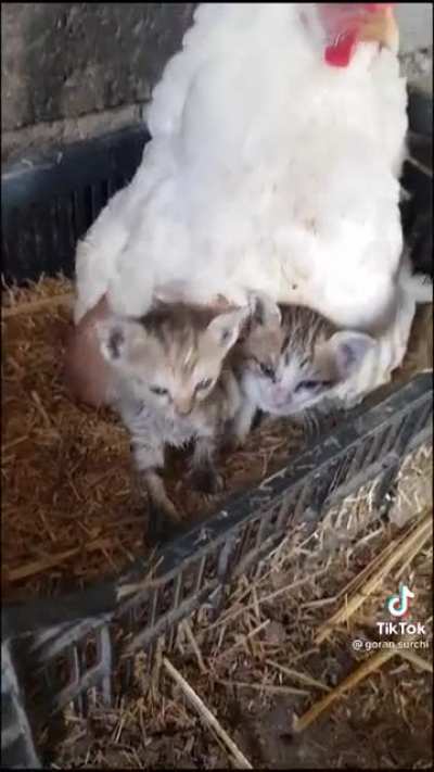 Keeping them warm