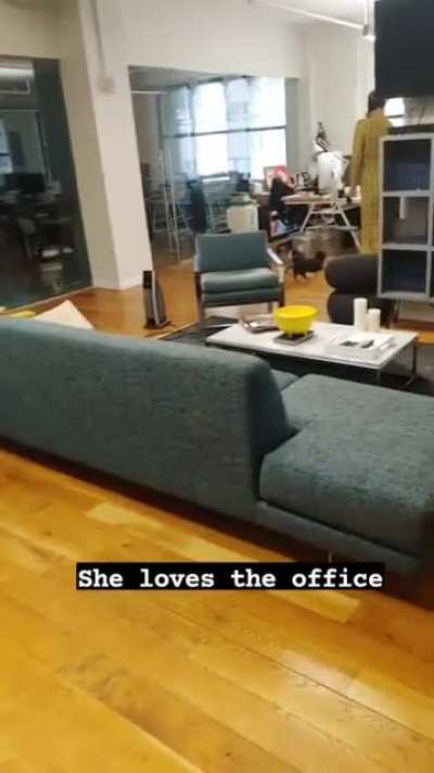 Marmalade loves going in to the office