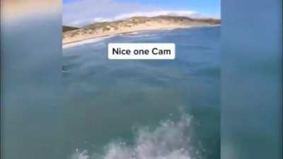 Cute Dolphin