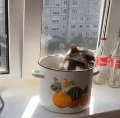 Суп с котом