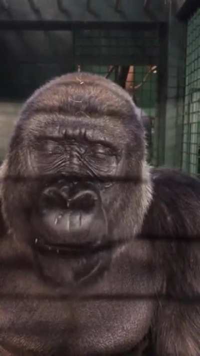 Monke