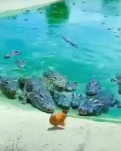 Big cock energy