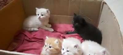 My brother&rsquo;s cat delivered kittens. They keep following him as he paces back and forth in the room on call (x-post)