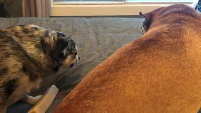 My sister and her dogs Murphy and Mia fighting over a bone.