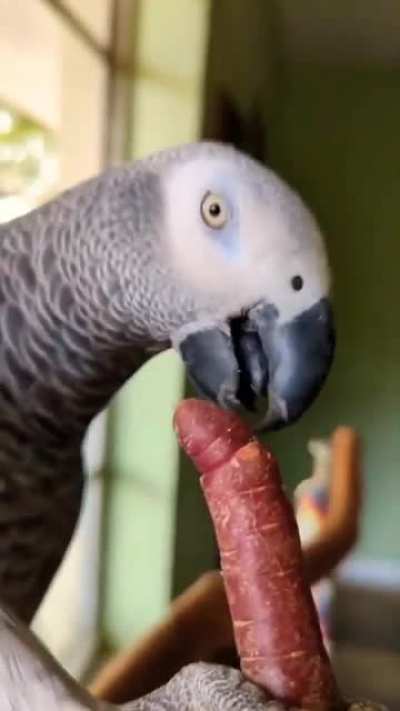 🐦parrot eating purple 🥕