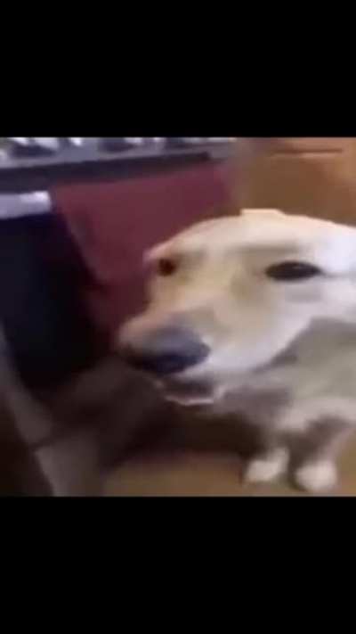 Butter Dog😁