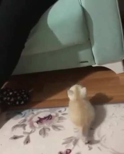 too smol to jump up the couch