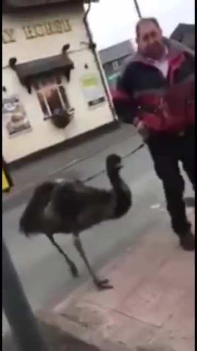 "It's not an ostrich!"