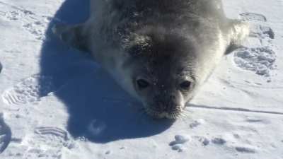 this seal says "wa"
