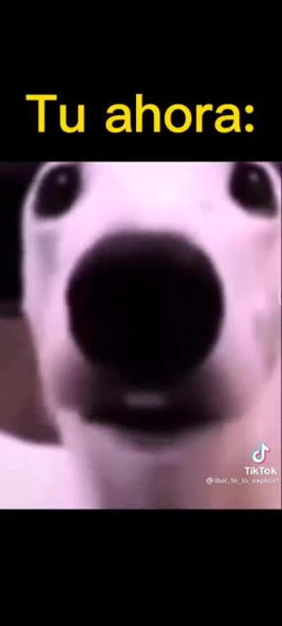 voy a dejar este tik tok como despedida porque mañana regreso a clases