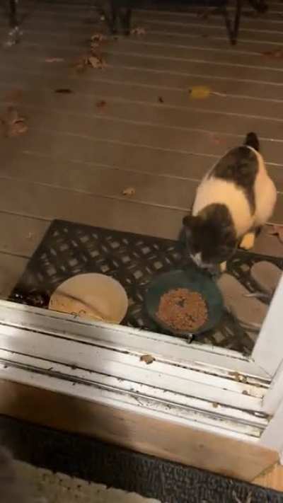 Inside cat doesn&rsquo;t like outside cat