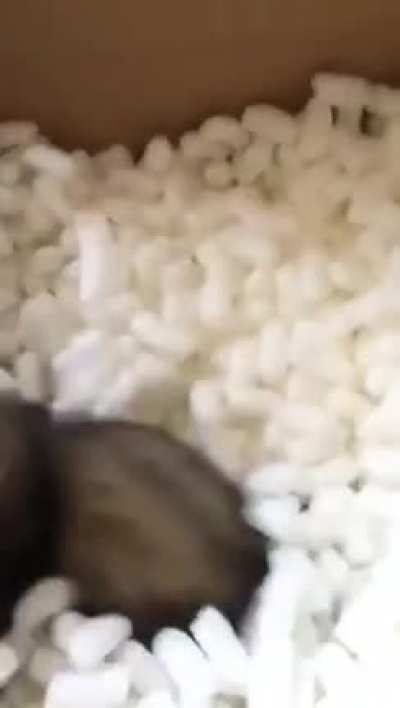 My brain is like a ferret in a box of packing peanuts sometimes