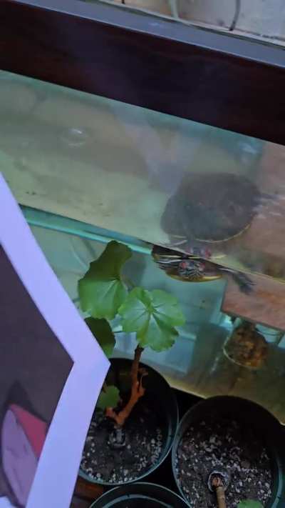 Reminding My Turtle Who's Boss