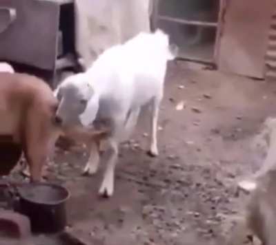 Goat&rsquo;s desperate!
